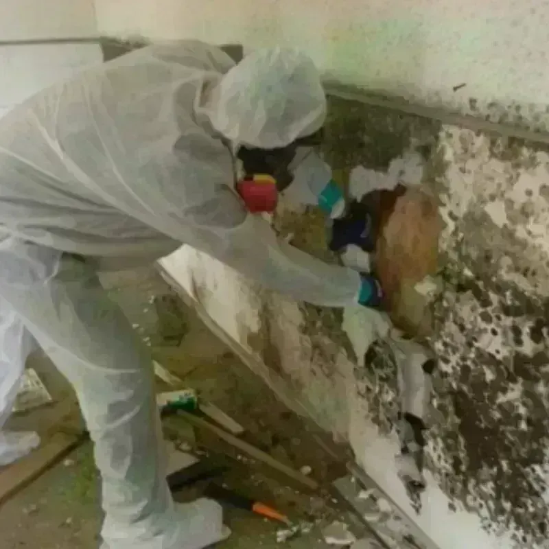 Mold Remediation and Removal in Brooks, KY